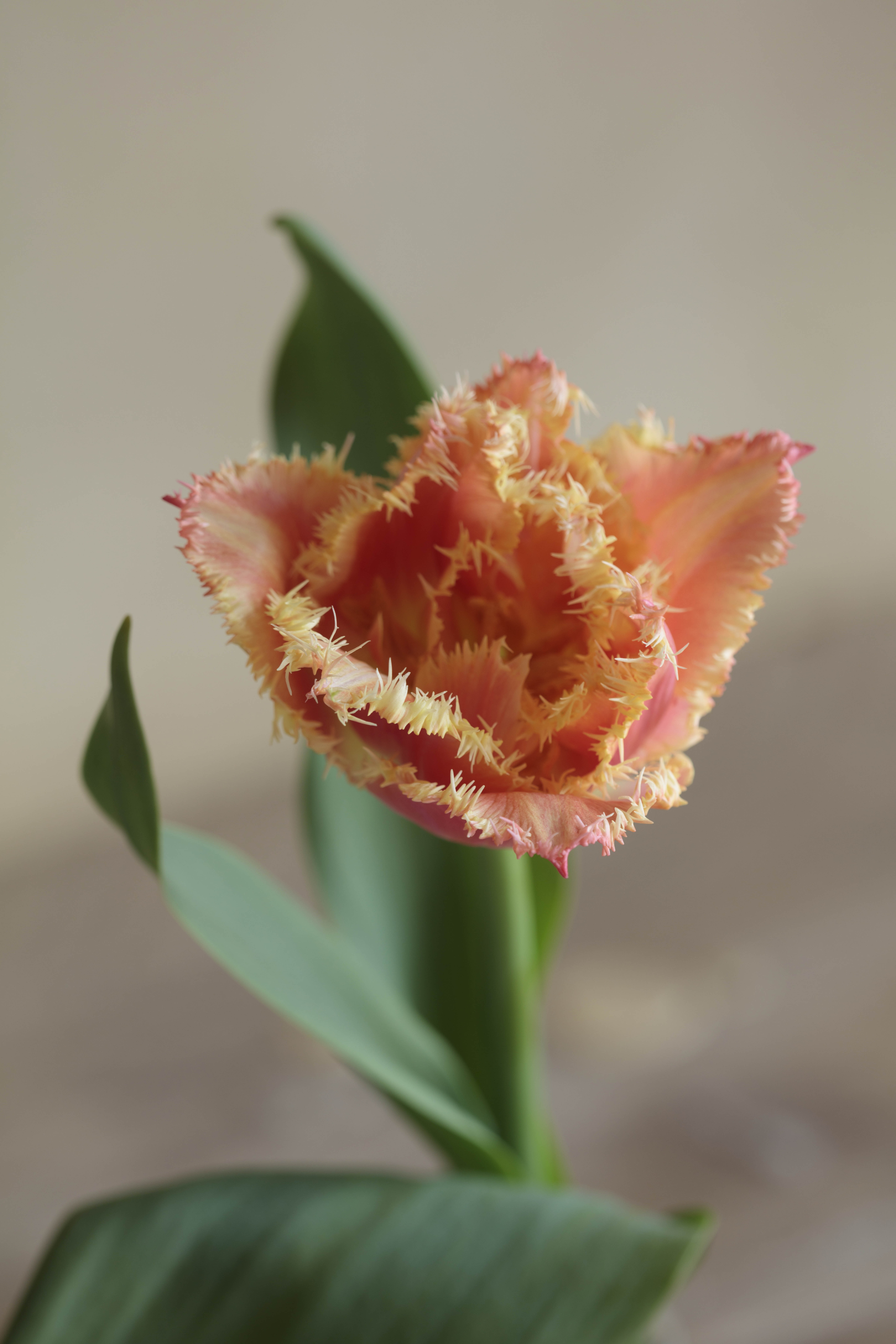 Tulip flowers in bottles