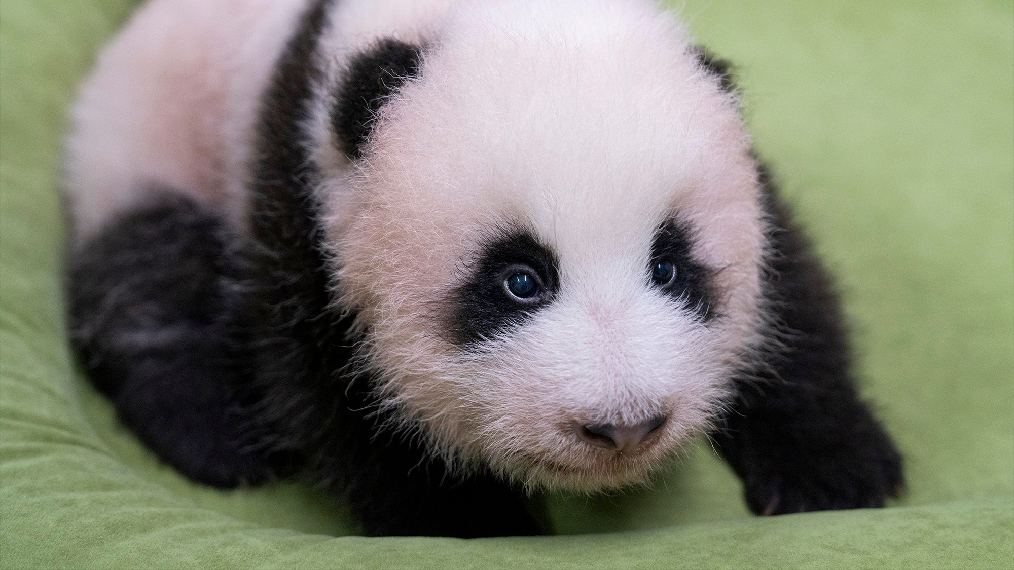 A recently born giant panda cub sits on a cushion at Panda World in Yongin, South Korea.