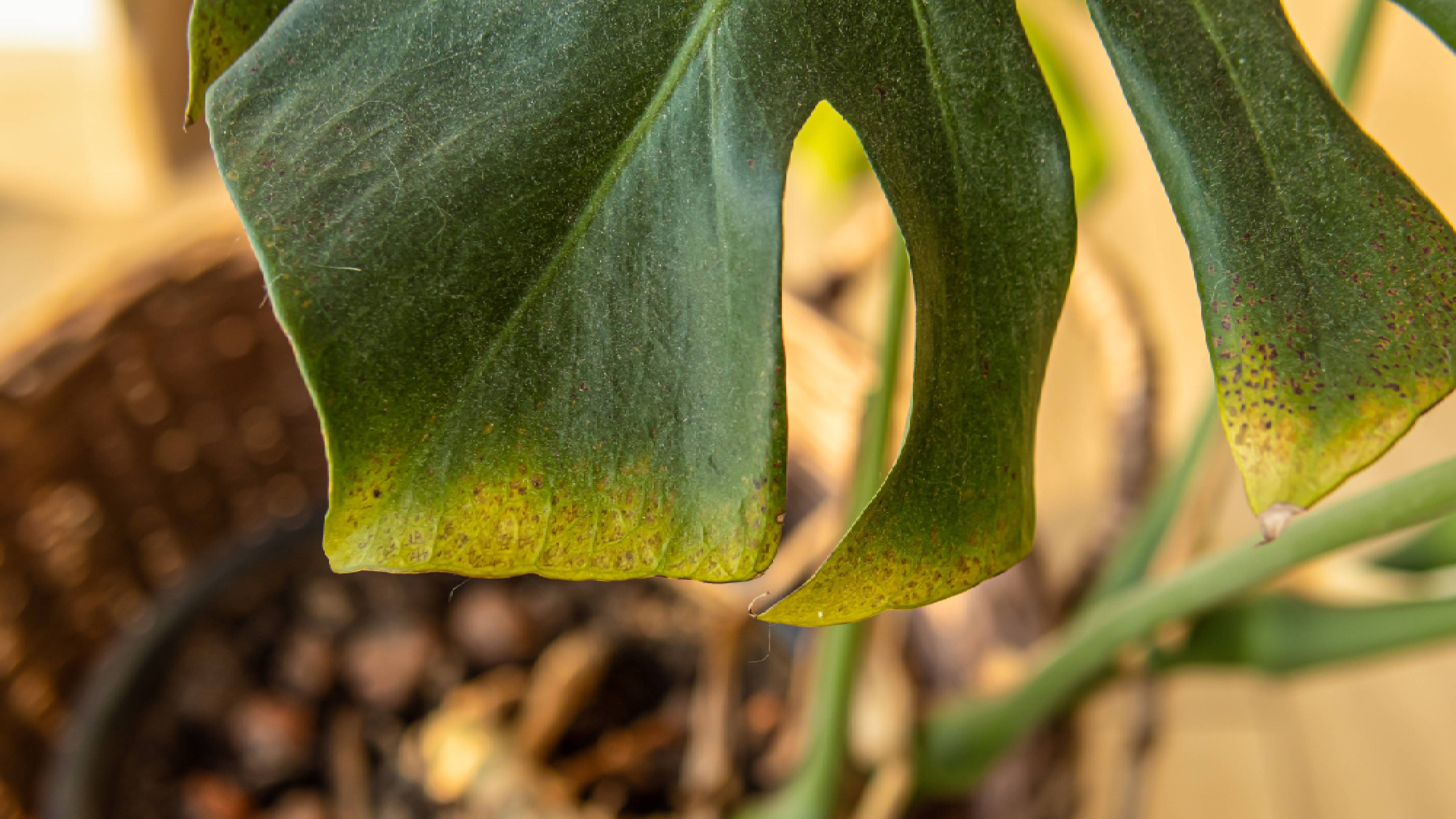Yellowing monstera leaf caused by overwatering