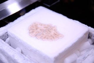 Image of the frozen brain at the level of the frontal lobes during the cutting procedure.