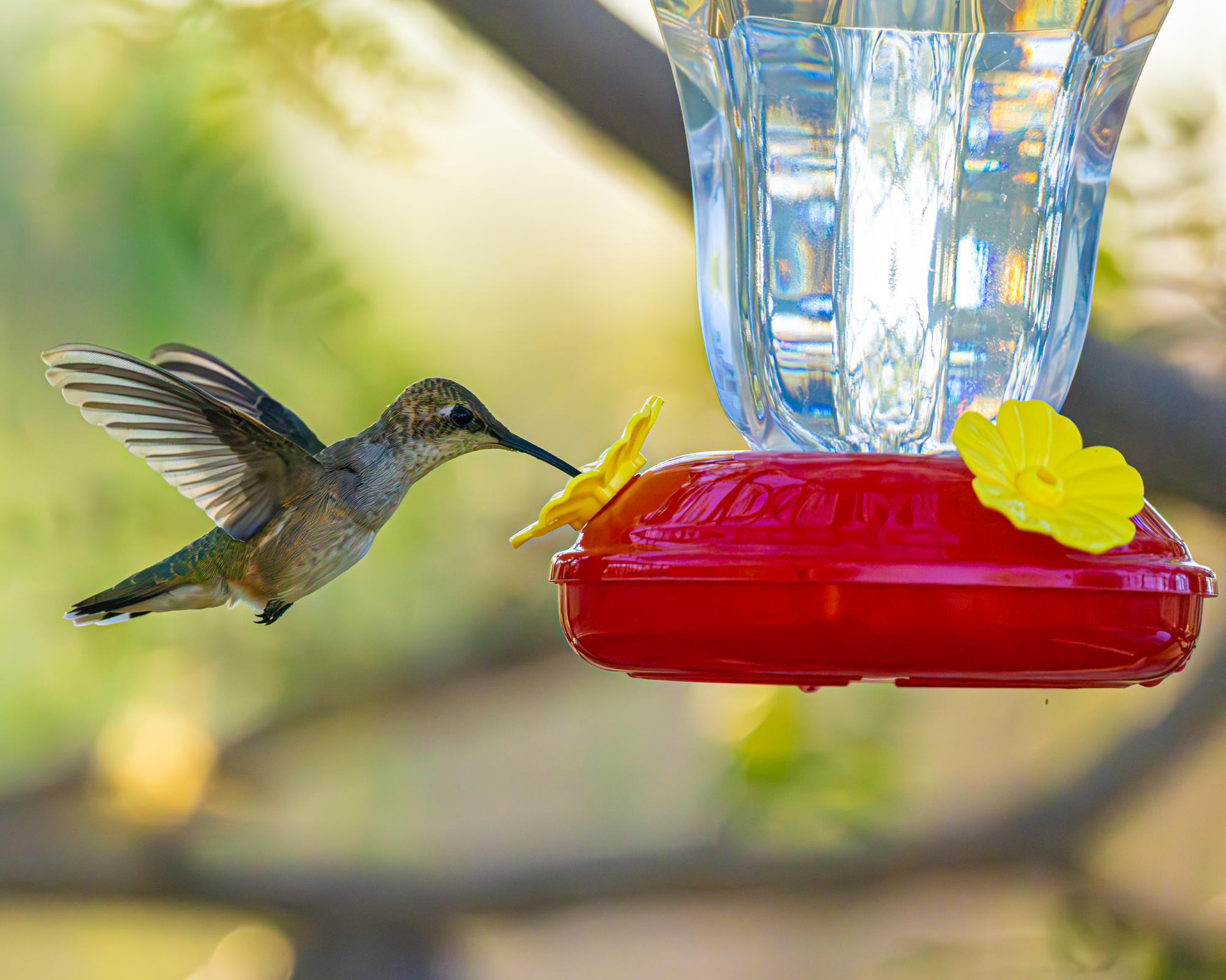 A Black-chinned Hummingbird (Archilochus alexandri) hovers in midair as it feeds from a backyard nectar feeder in Arizona.
