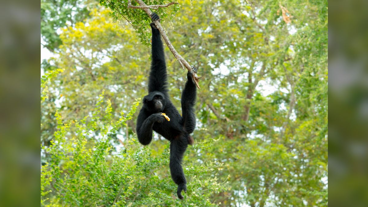 Which animals have the longest arms? Live Science