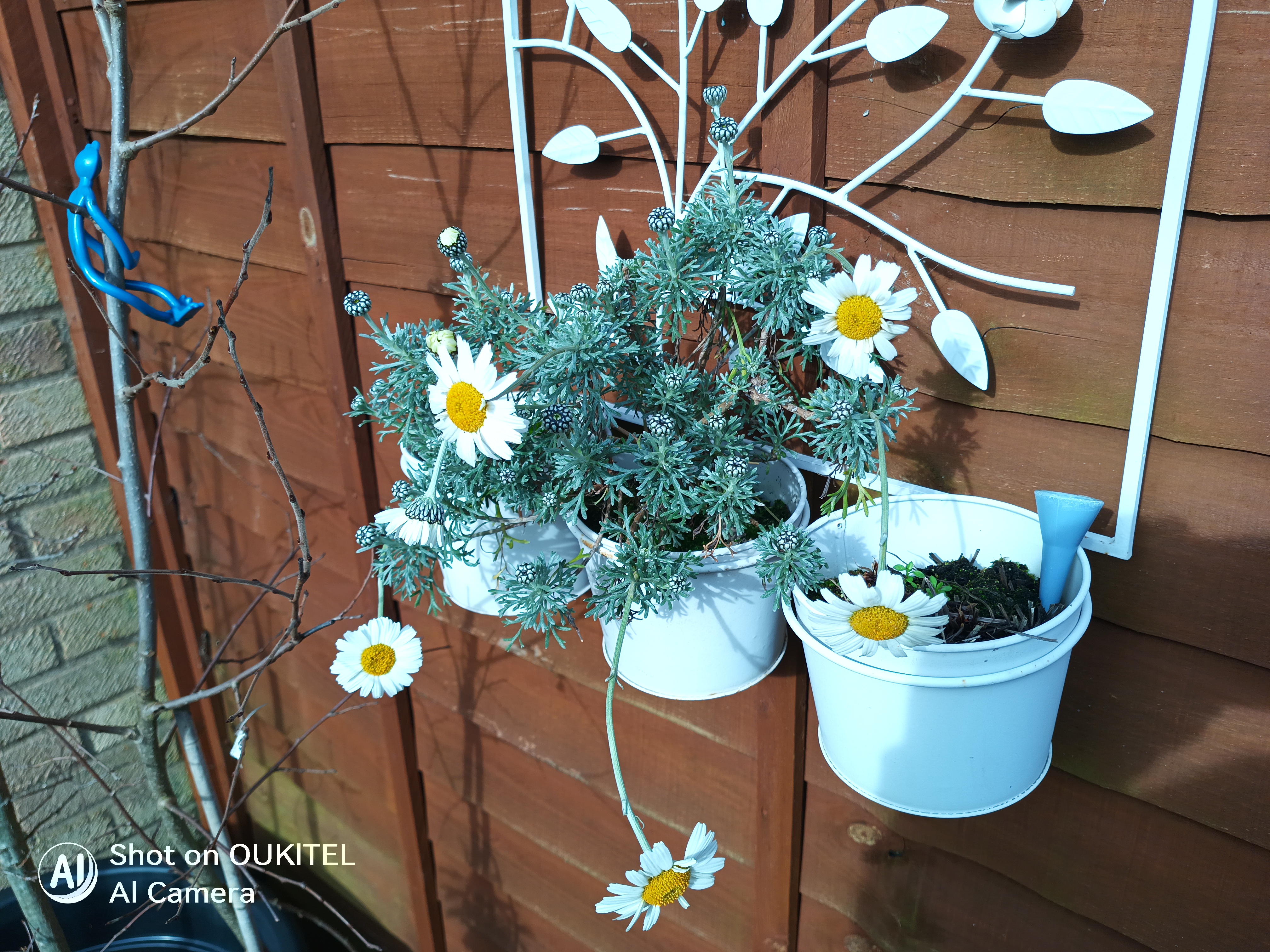 Oukitel WP61 Plus camera examples