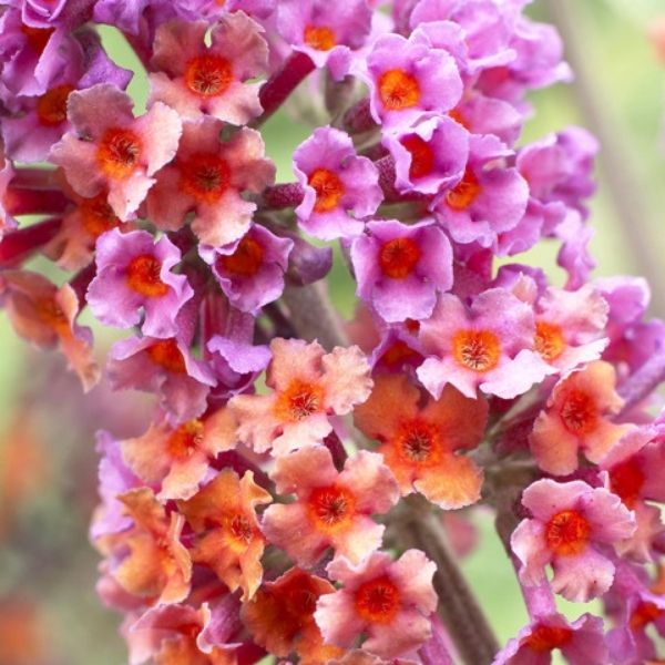 Bicolor Butterfly Bush