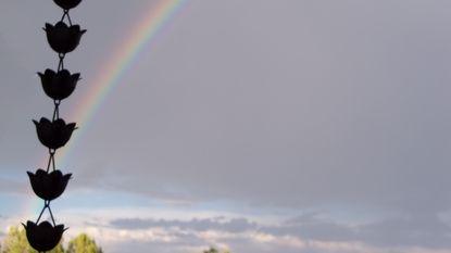 A tulip-shaped rain chain that directs water off of a roof in silhouette and the rainbow against a cloudy sky after a rain storm