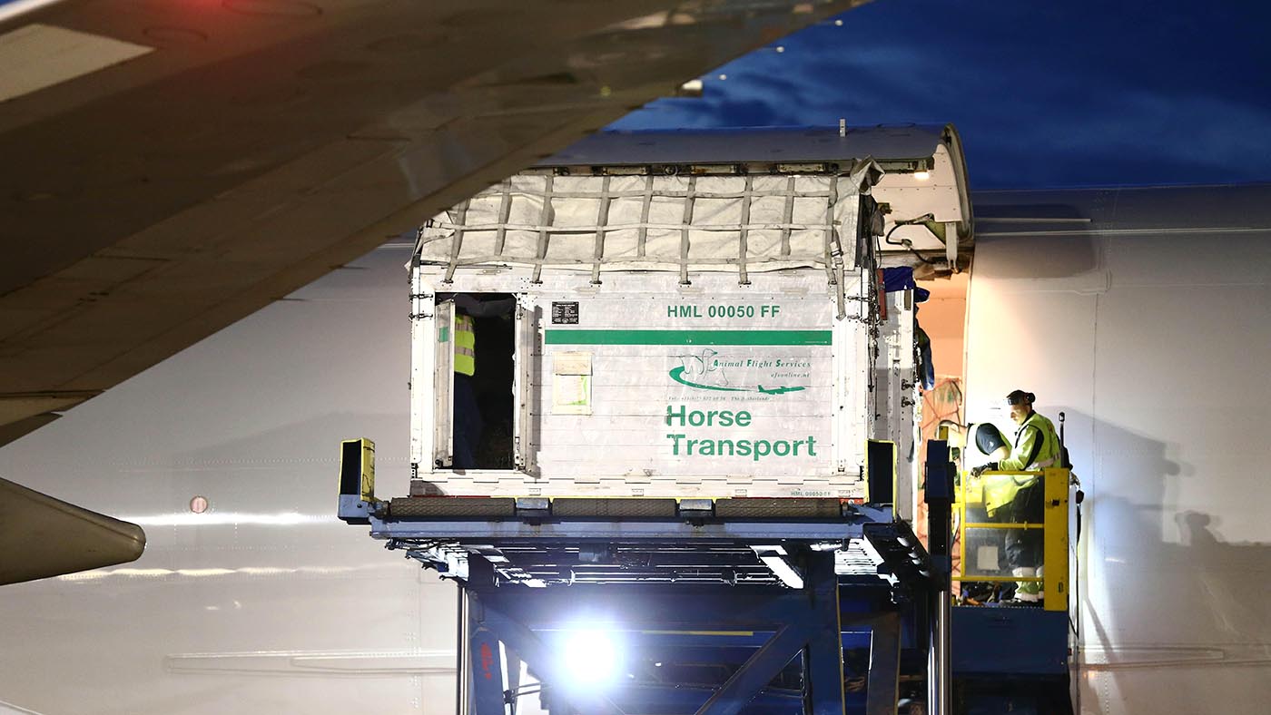 T26902 NORRKOPING 2016-05-23 For the first time, trotting horses come in with direct flights to Sweden directly from the USA to compete in Elitloppet on May 27-29 at Solvalla. The aircraft model Boeing 747-400 F is one of the world's largest aircraft, the plane is 70 meters long and has a span of about 65 meters between the wing tips. Photo Jeppe Gustafsson