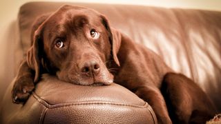 Dog losing weight: Chocolate Labrador lying on couch 