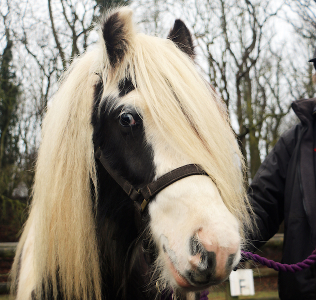 project horse