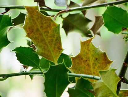 Yellow Leaves Of Holly Plant