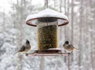 Winter garden ideas: bird feeder