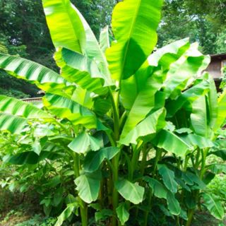 A banana plant