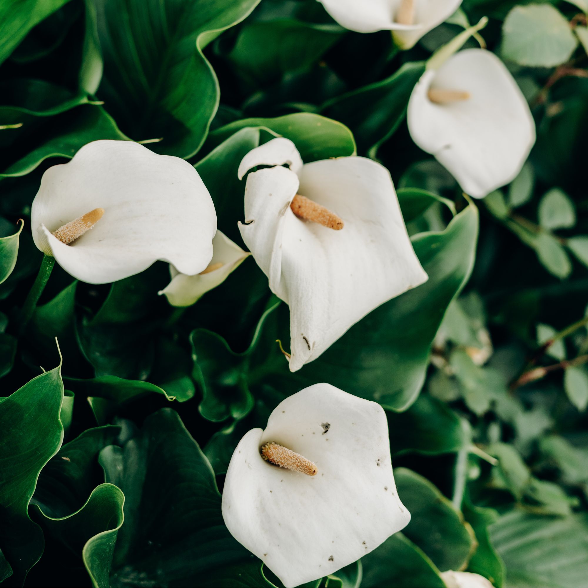 calla lilies in garden