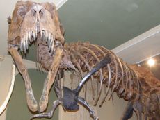 T. rex