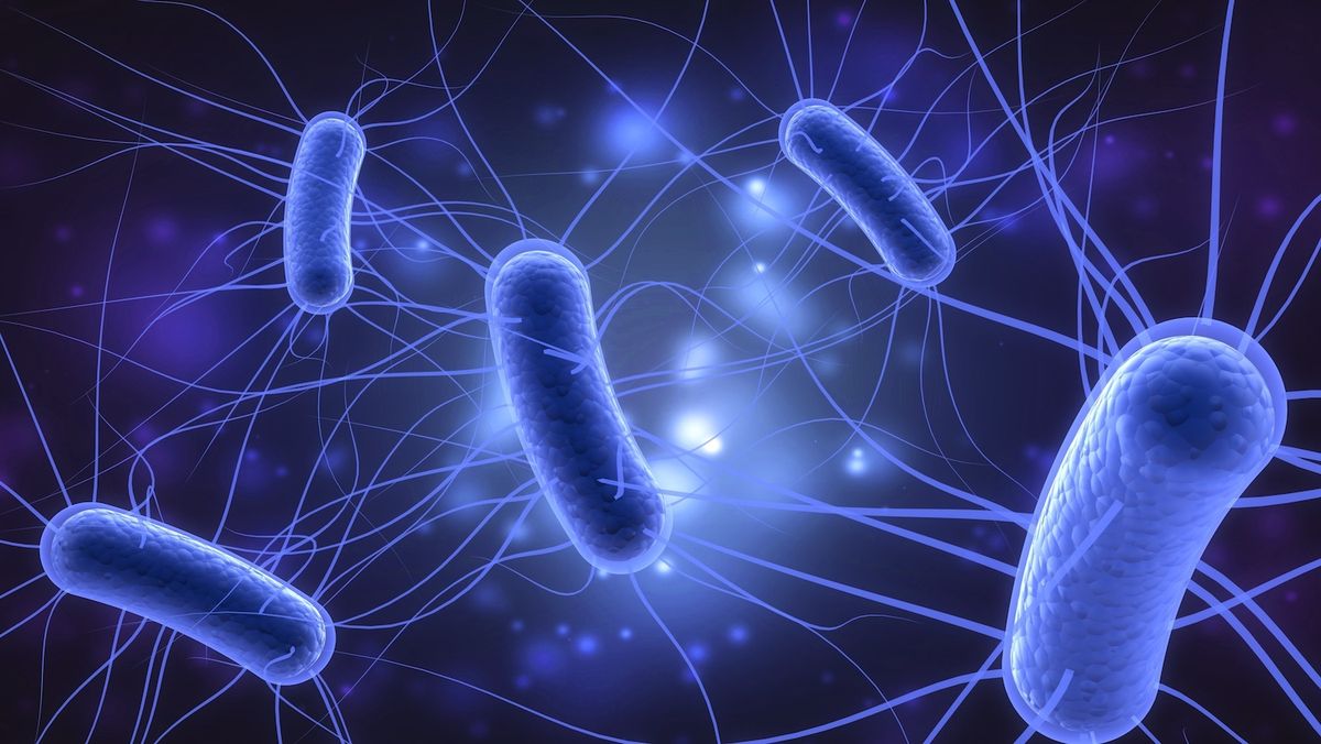 what-is-e-coli-live-science