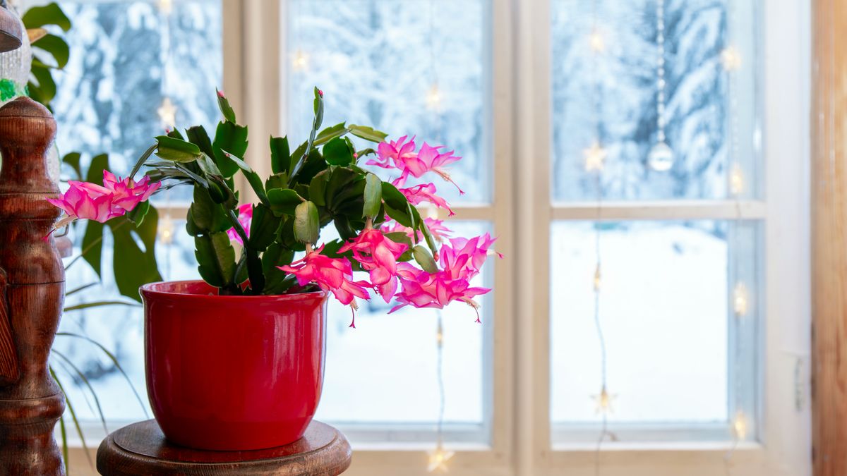 The Simple Fall Trick that Makes a Christmas Cactus Flower for the Holidays