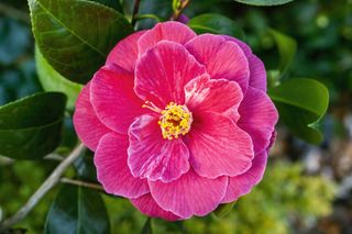 Pinky red camellia flower