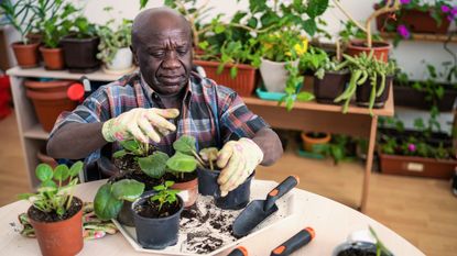 An older man wearing gloves works on repotting plants at a table.
