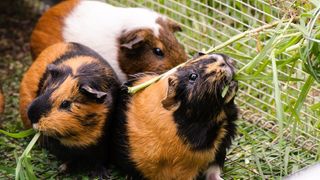 Adopt a guinea pig: Guinea pigs in a cage
