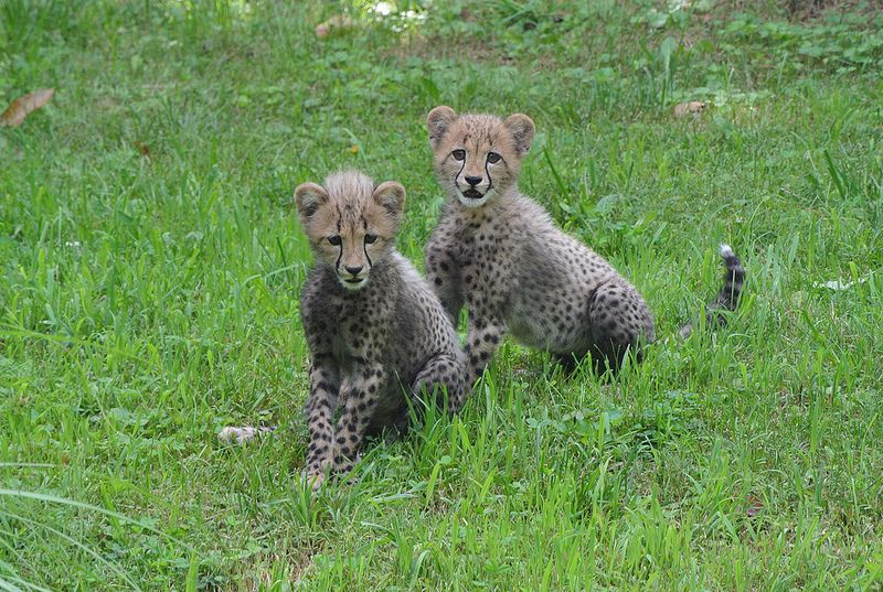 Two three-month-old cheetah cubs seen at the Smithsonian&#039;s National Zoo on July 23, 2012. The cubs survived a difficult birth and are being hand-raised by zoo staff.