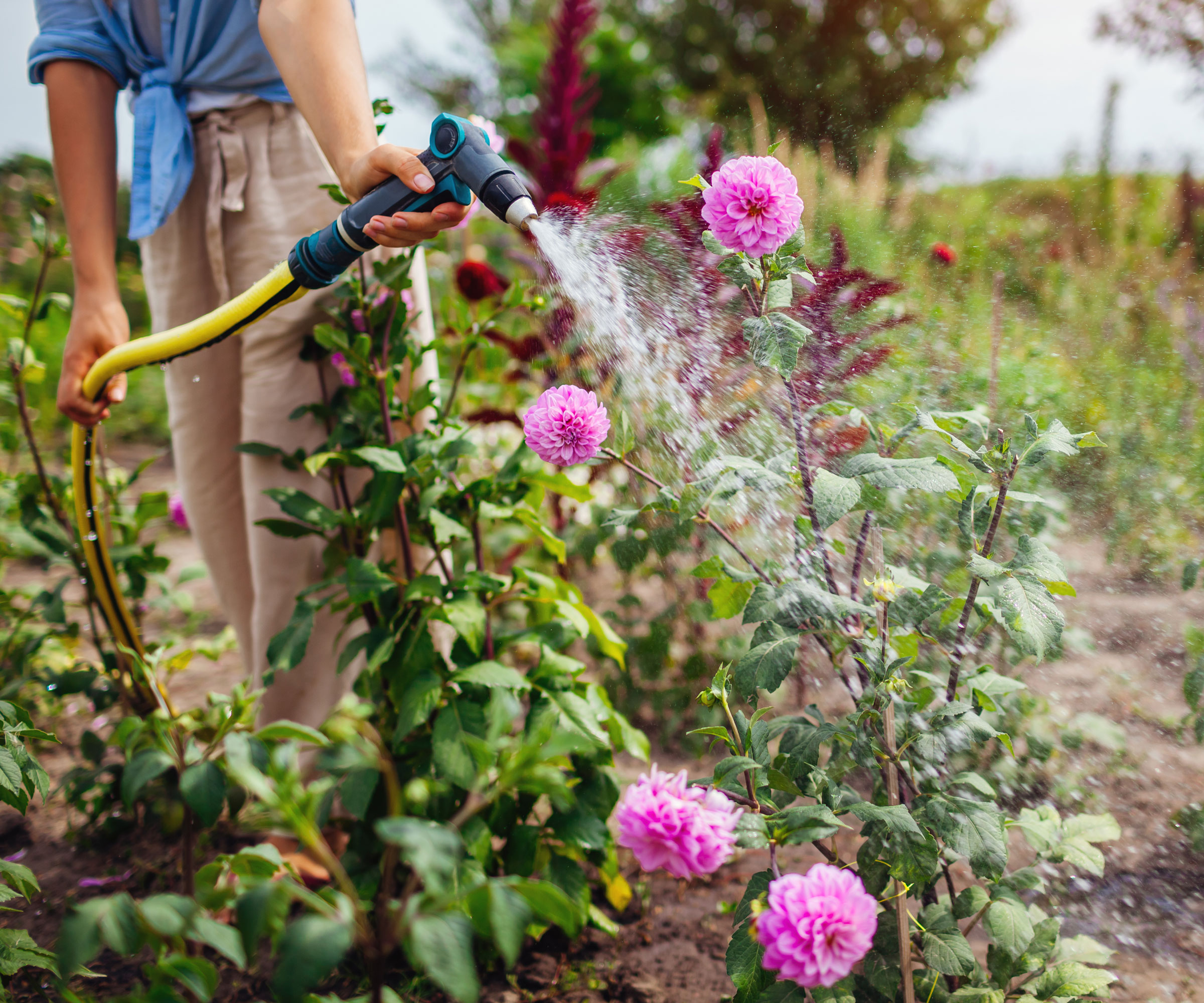 watering dahlias with water jet spray for pests