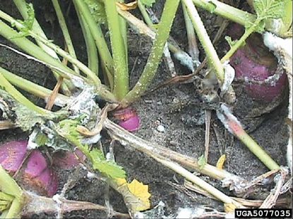 White Mold On Plants In The Garden