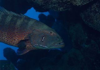 The Red Sea roving coralgrouper (Plectropomus pessuliferus marisburi), which can use "sign language" to hunt. 