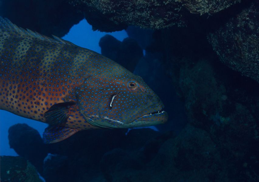 The Red Sea roving coralgrouper (Plectropomus pessuliferus marisburi), which can use &quot;sign language&quot; to hunt. 