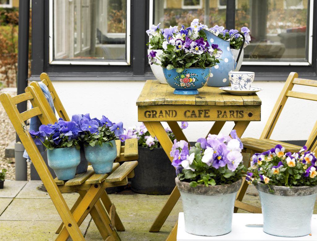 Best winter plants for pots 17 bright ideas Gardeningetc