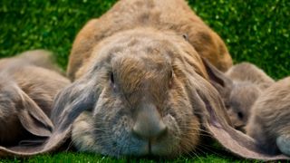 English lop rabbit