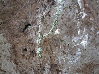 A spiderweb in a cave in the Atacama Desert where novel extremophile microbes were found living on the web's silken threads.