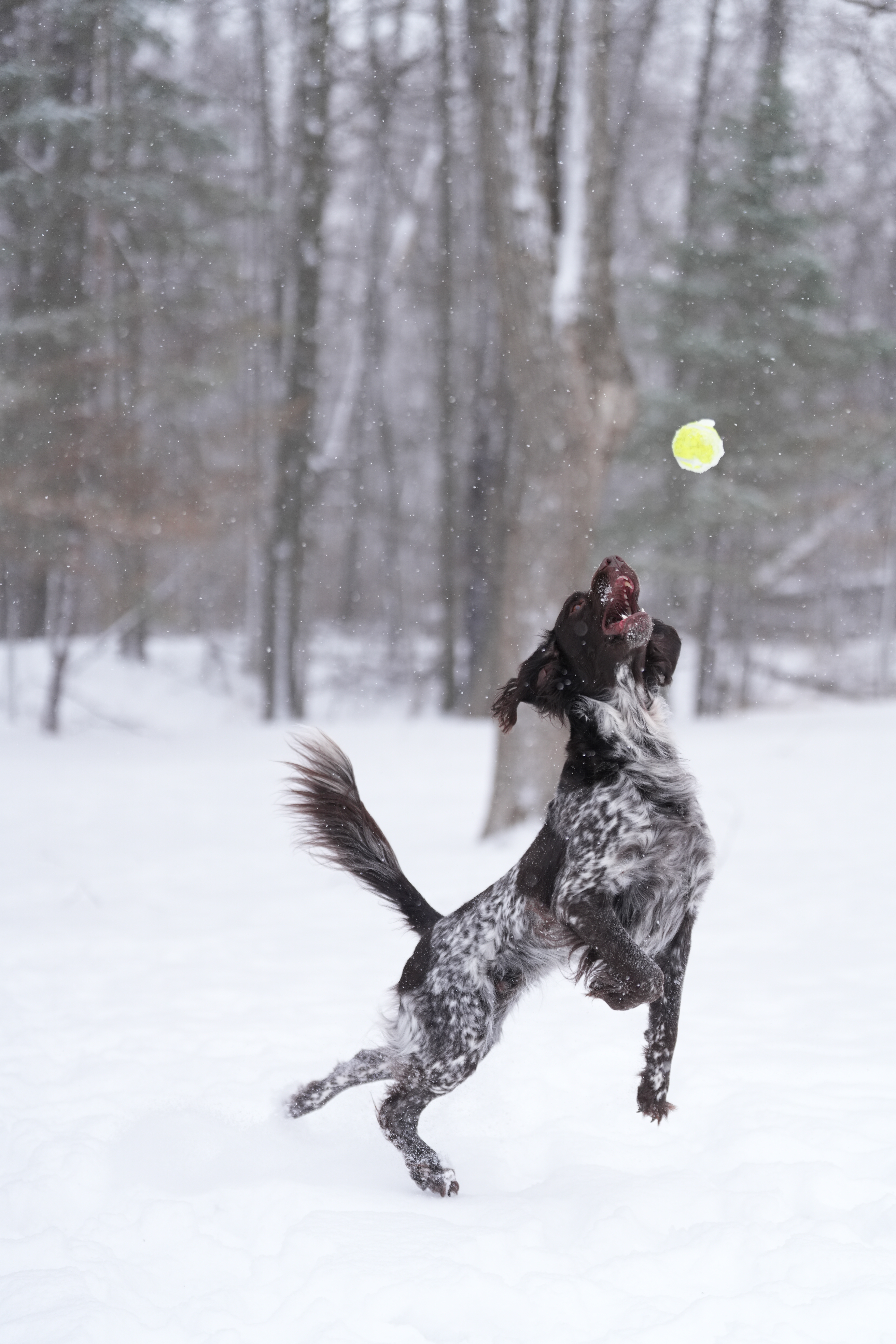 Sample images taken with the Sony 70-200mm f/2.8 GM OSS II lens and the Sony A7R V