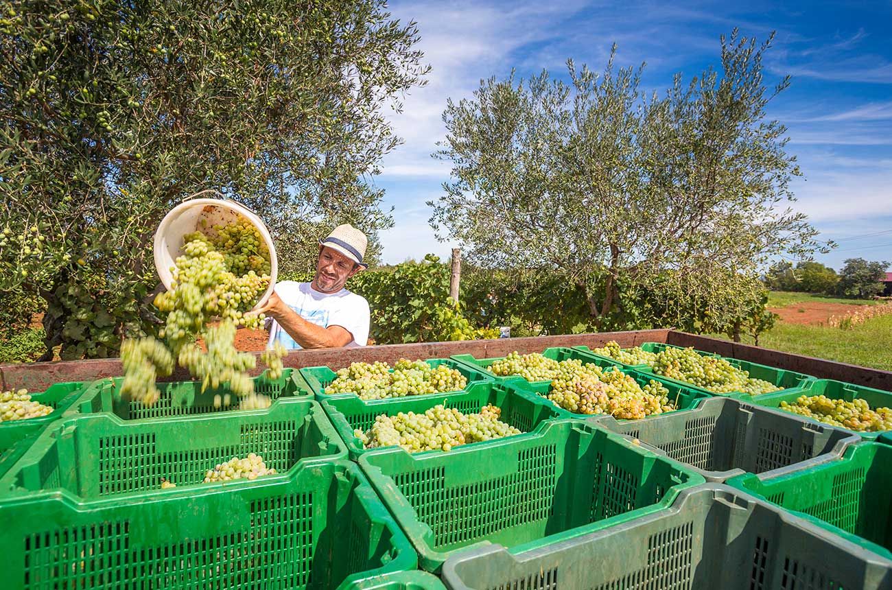 Going native: Indigenous grapes lead a banner year for the Balkans at DWWA 2026