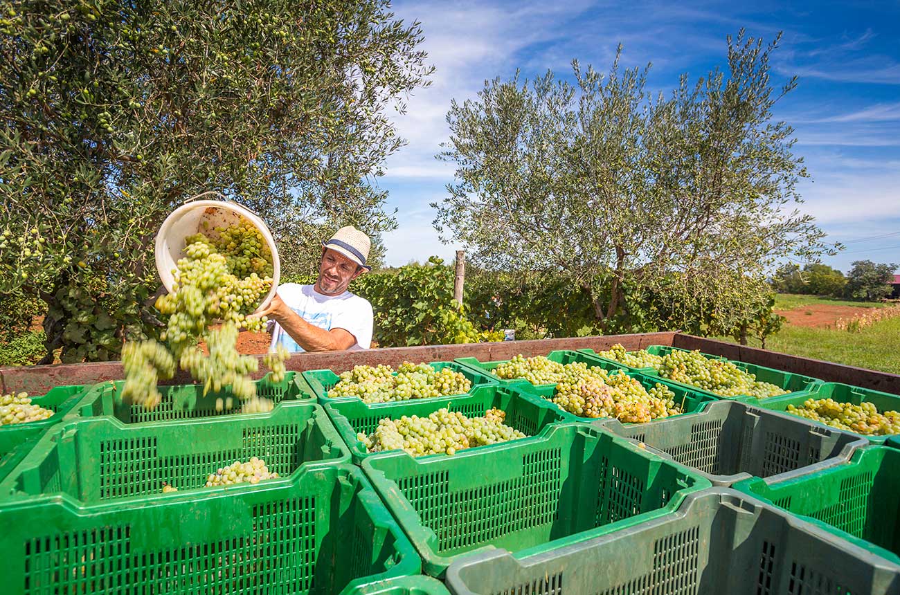 Man pouring grapes in containers in Pula, Croatia