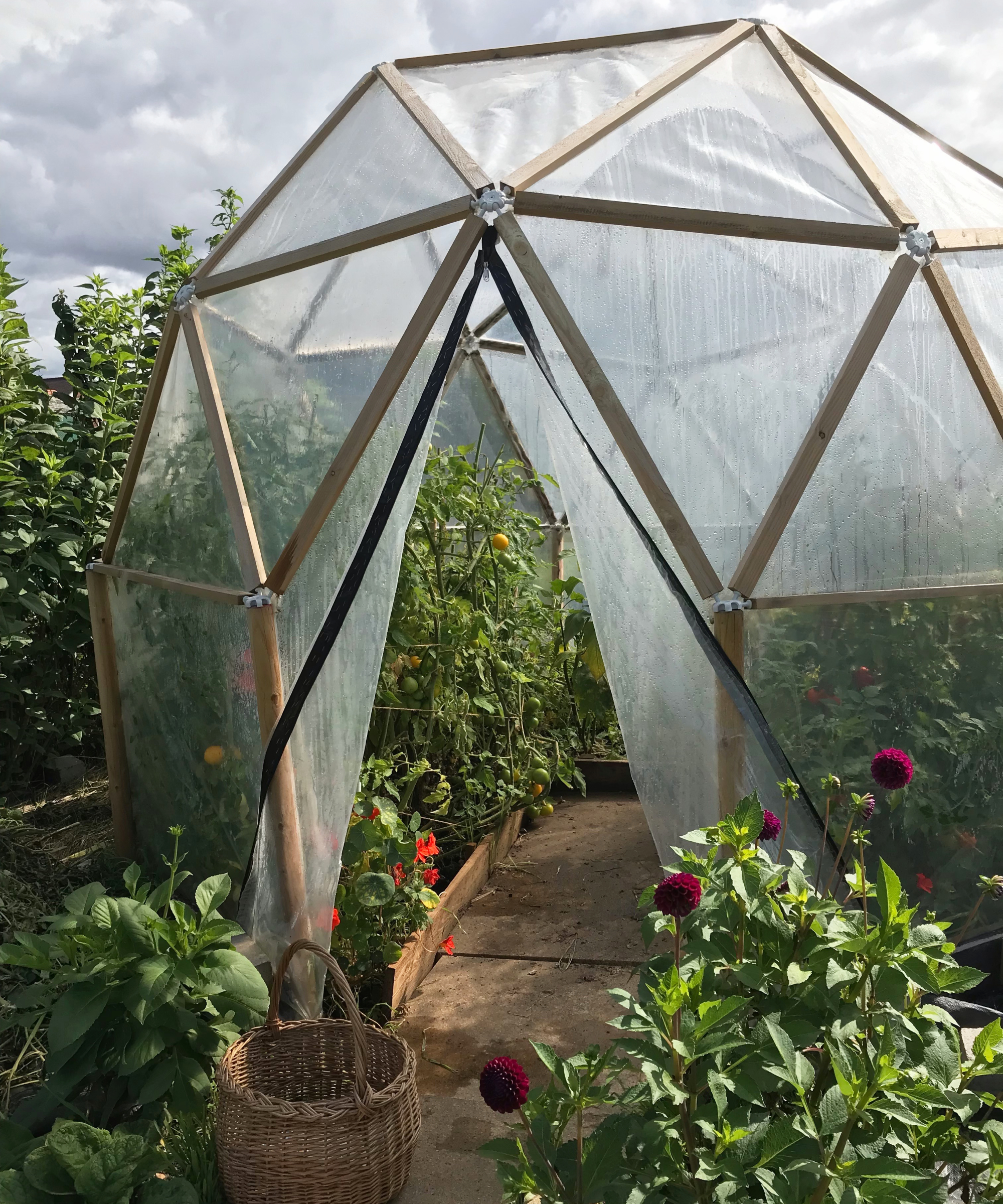 tomatoes growing in DIY greenhouse built with a geodesic kit