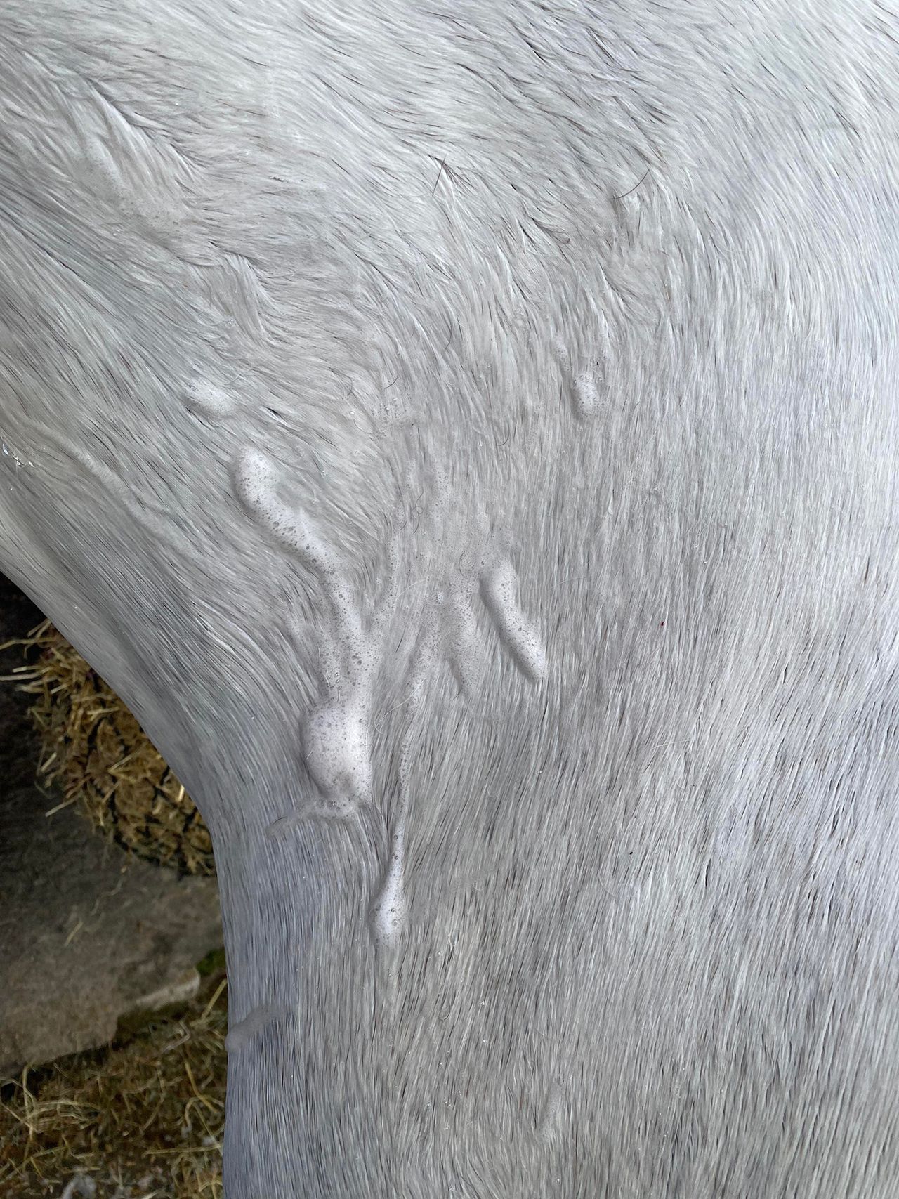 Shapley&rsquo;s EquiTone Whitening Shampoo