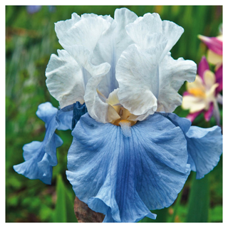 A close-up of a blue iris flower