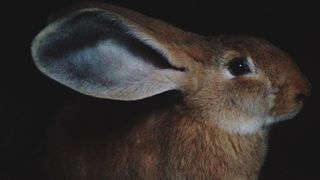 Are rabbits nocturnal? A brown rabbit at night