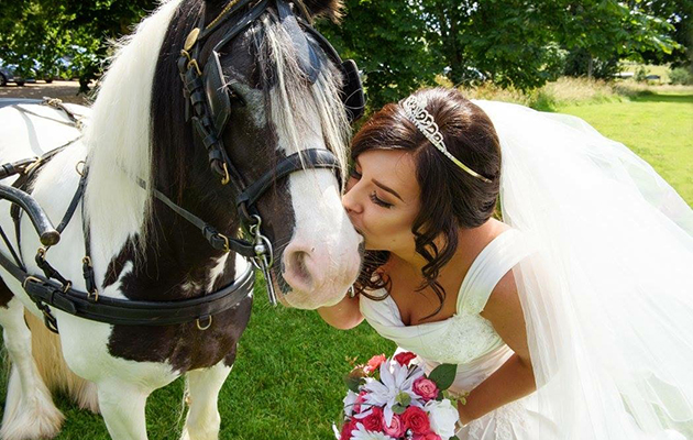 rescue horse wedding