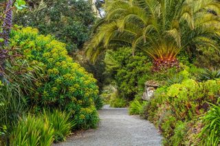 A rare yellow-flowered Euphorbia stygiana from the Azores borders the lower path. ©Clive Nichols Garden Pictures