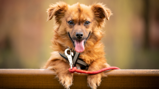 Dog wearing a front clip harness