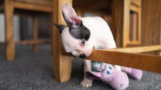 Boston Terrier puppy