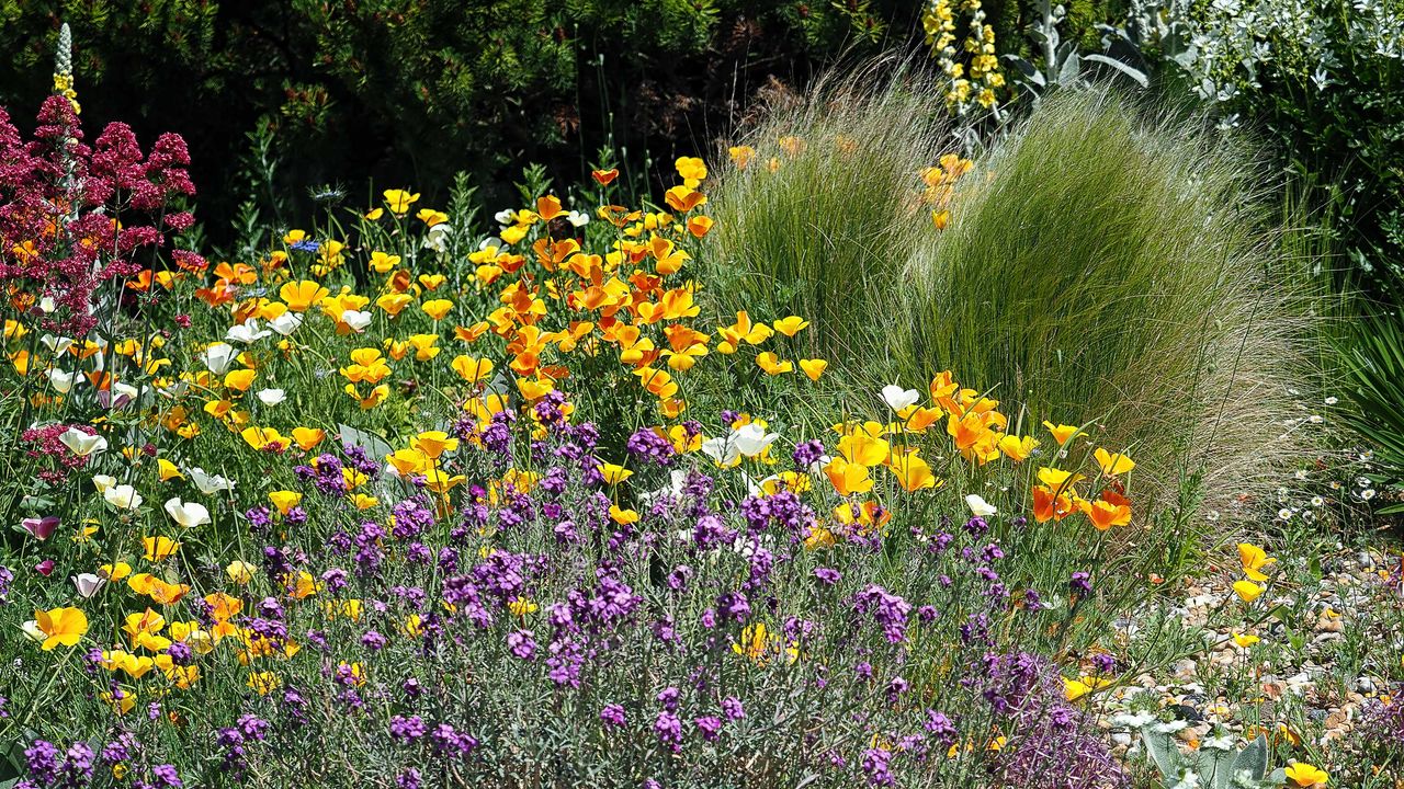 drought tolerant planting