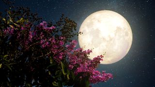 Full Moon April 2023: Low Angle View Of Flowering Tree Against Sky At Night.