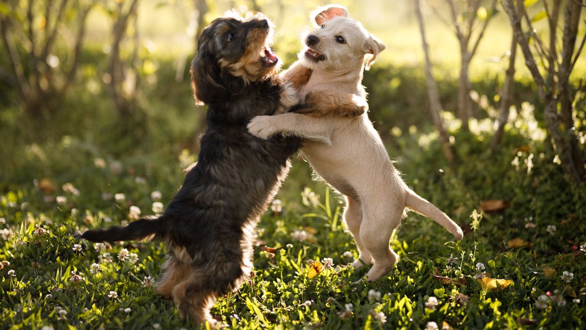 Two dogs playing outside