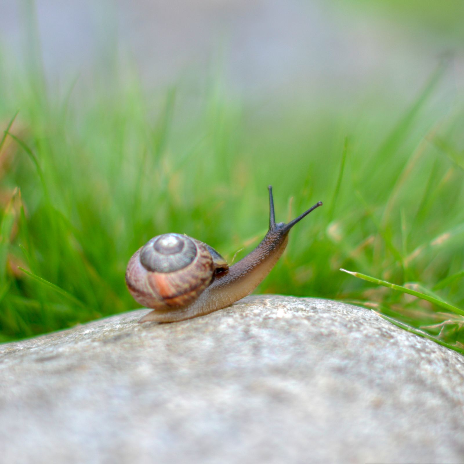 How to stop snails eating plants naturally | Ideal Home