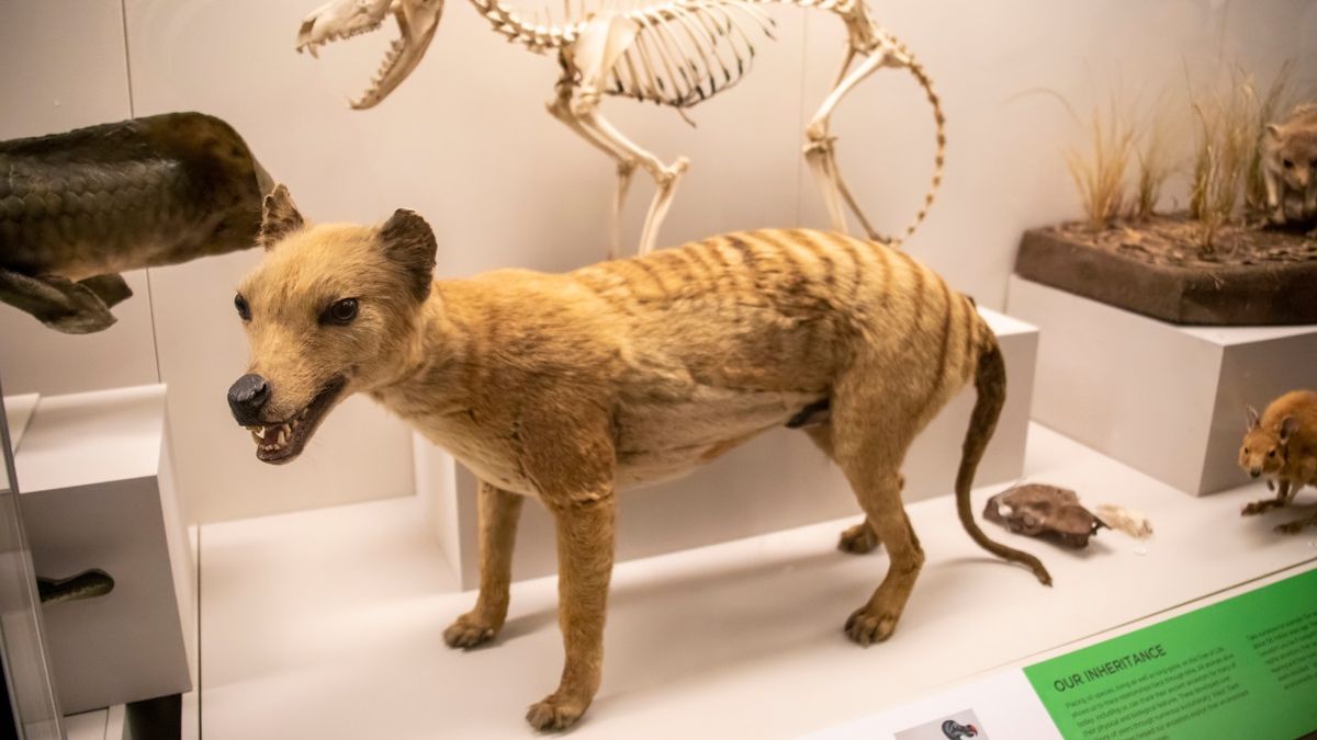 Thylacine - The Australian Museum