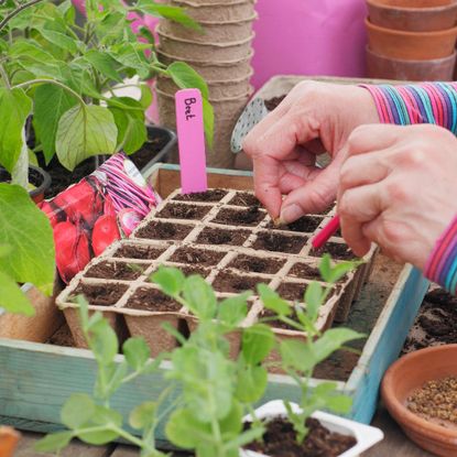 Starting beet seeds in seed modules