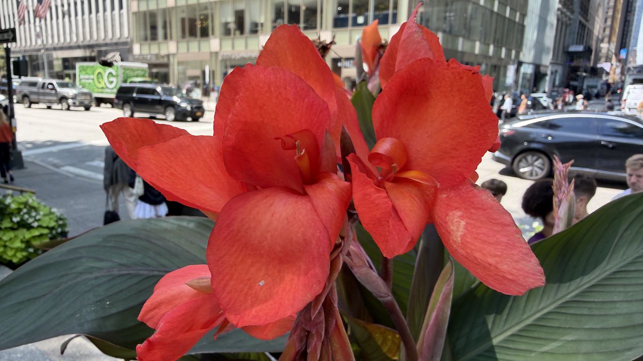 Google Pixel 11 Pro Fold photo showdown vs iPhone 17 Pro Max
