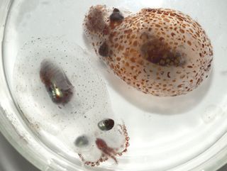 Japetella heathi octopus and a species of squid switch from transparent to opaque camouflage.
