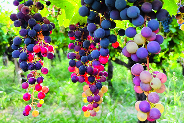 Criolla-grapes-at-Cara-Sur-in-San-Juan-see-recommendations.jpg